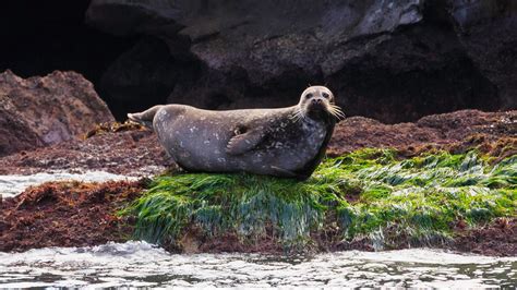 Seal habitat avoidance