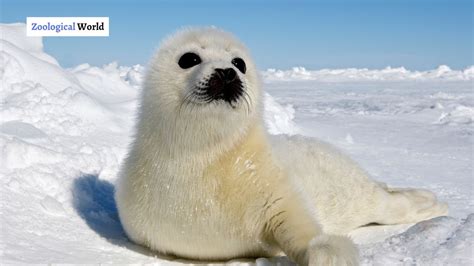 Physiological changes in seals