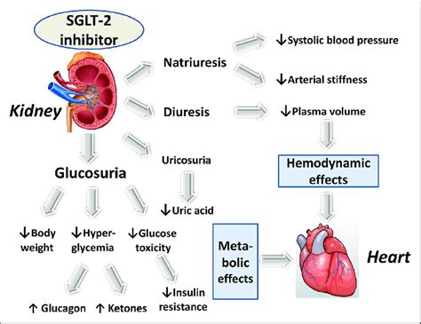 Semaglutide Mechanism of Action