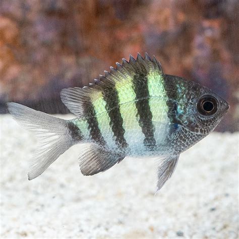 Sergeant Major Fish swimming in the ocean