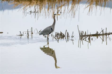 Description of Skagit Valley Wildlife