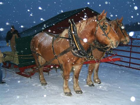 Sleigh Ride Through the Forest