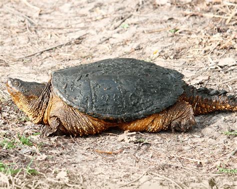 Snapping Turtle Behavior