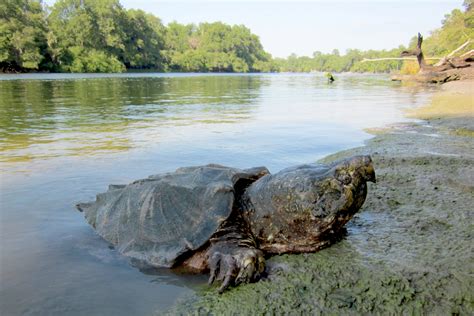 Snapping Turtle Habitat Loss