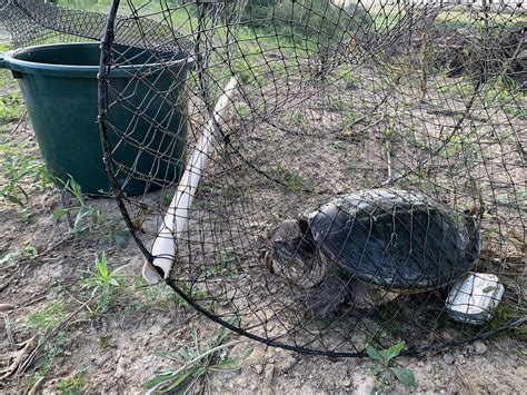 Snapping Turtle Management