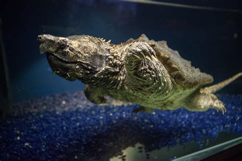 Snapping Turtle Population