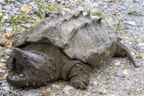 Snapping Turtle Research