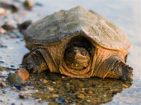 Snapping Turtle Territory