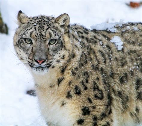 Snow Leopard at Sprunki Zoo