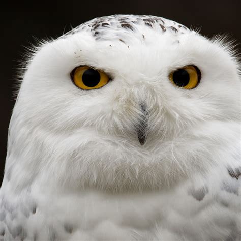 Snowy Owl Image