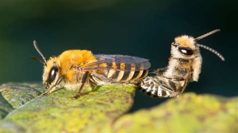 A male Sprunki displaying its vibrant coloration during a mating ritual