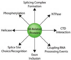 Cultural significance of the Sr prefix