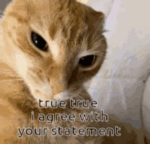 Statement Cat Meme