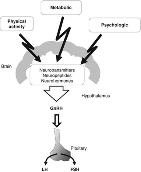 Stress and Amenorrhea Symptoms