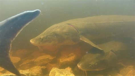 Sturgeon conservation efforts