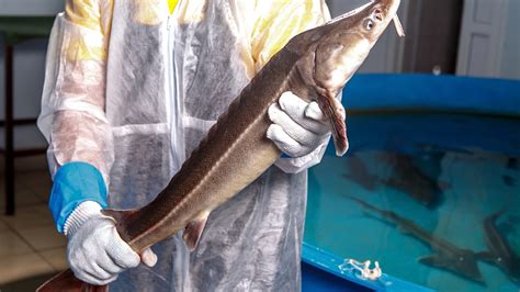 Sturgeon conservation efforts