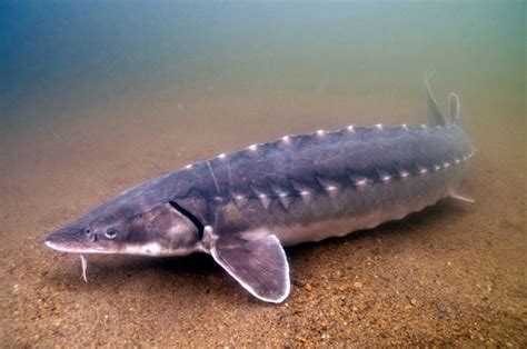 Sturgeon habitat restoration