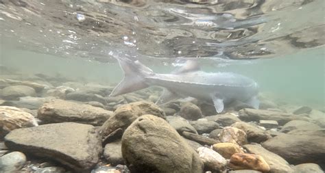 Sturgeon habitat loss