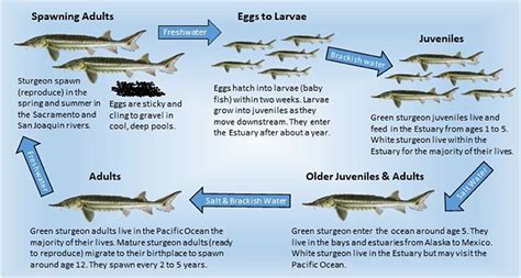 Sturgeon life cycle diagram