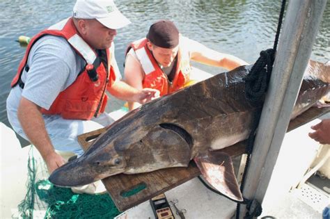 Sturgeon pollution