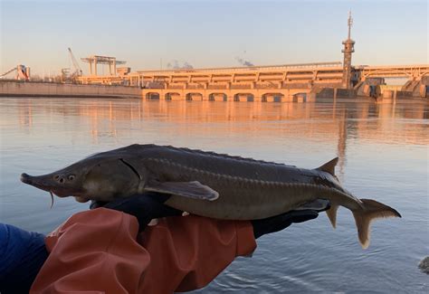 Sturgeon population growth