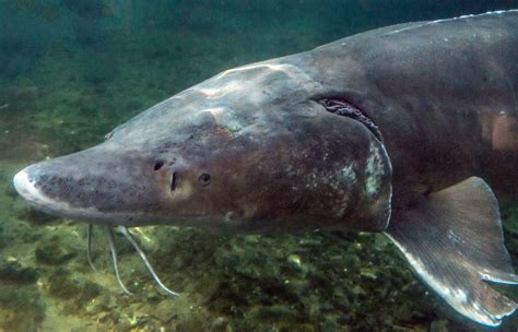 Sturgeon research