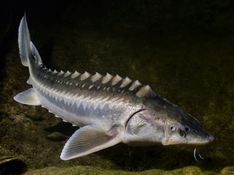 Sturgeon swimming in the ocean