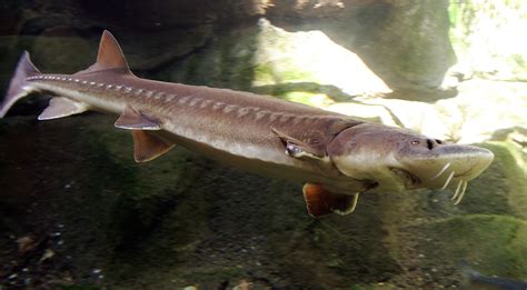 Sturgeon jumping out of the water