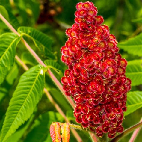 Sumac