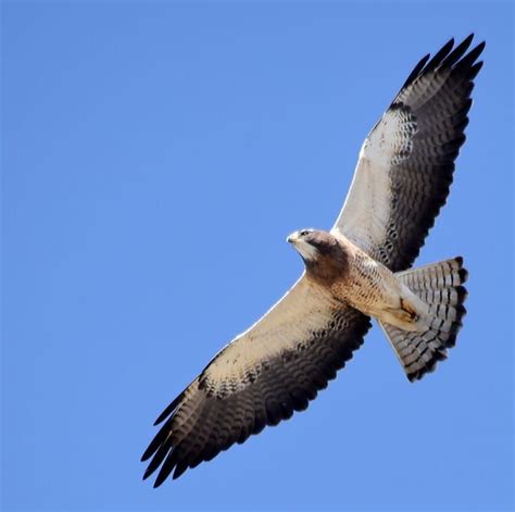 Swainson Hawk soaring