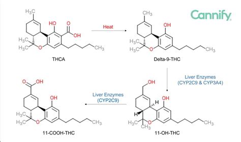 THC Metabolism Process