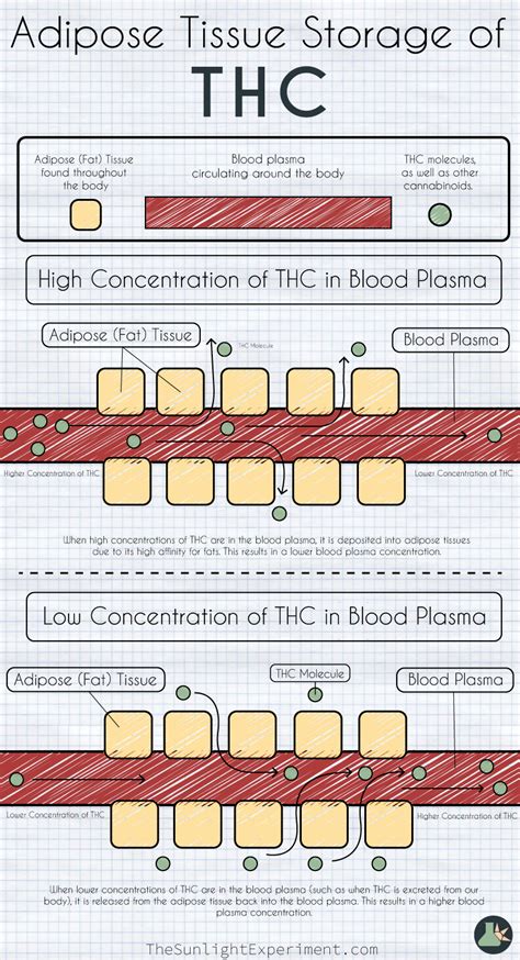 Description of THC Metabolism and Storage