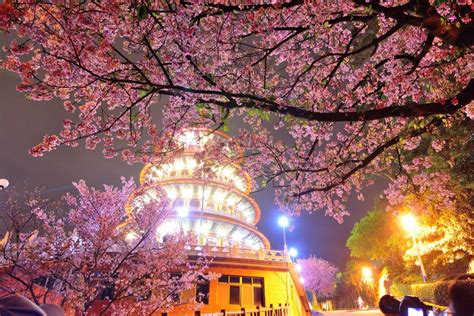 Taiwan Cherry Blossom Festival