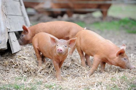 Tamworth Pig Breeders