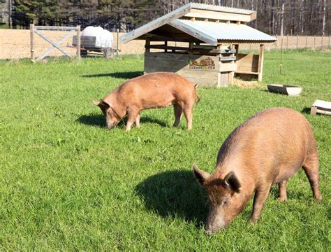 Care and Management of Tamworth Pigs