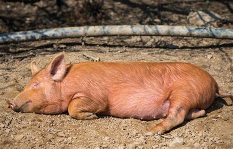 Tamworth Pig Characteristics