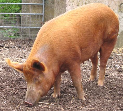 Tamworth Pig Characteristics