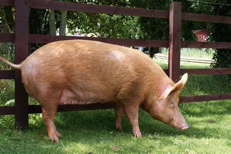 Tamworth pigs on a farm