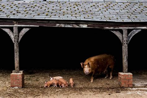 Tamworth Pigs in Modern Farming