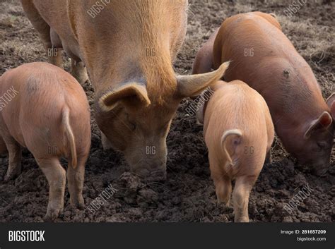 Tamworth pig foraging