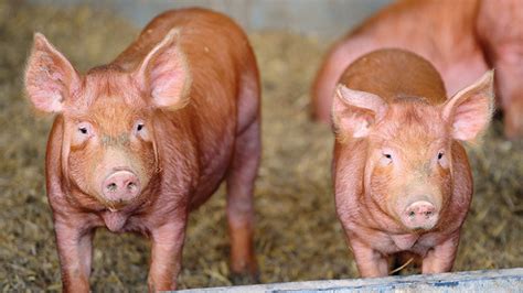 Tamworth Pig Genetics