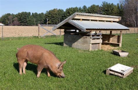 Tamworth pig housing and environment