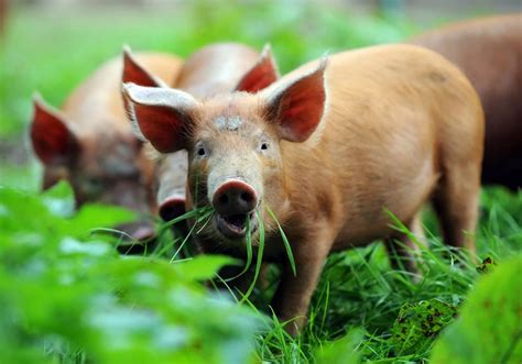 General Information About Tamworth Pigs