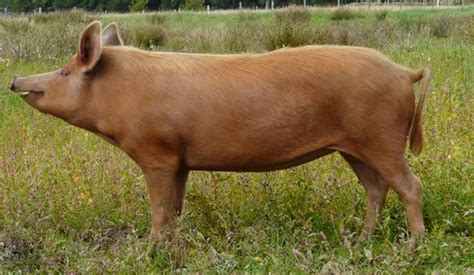 Tamworth Pig Rare Breed