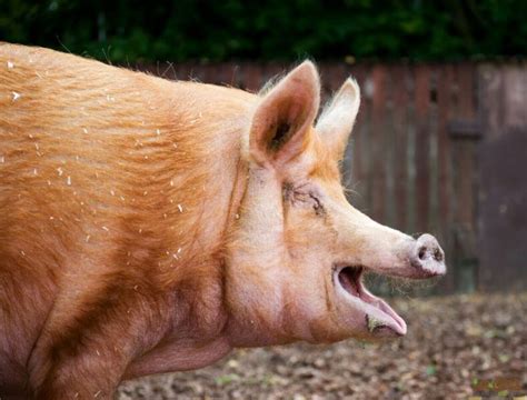 Tamworth Pigs in a Farm Setting