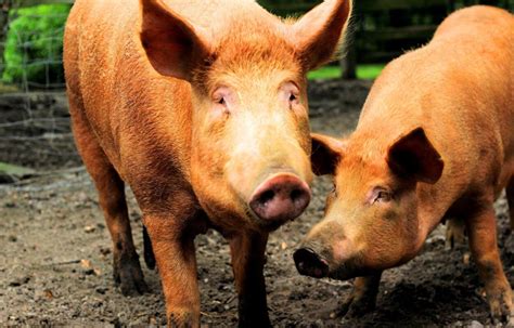 Tamworth piglets playing