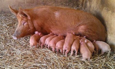 Tamworth pigs in a field