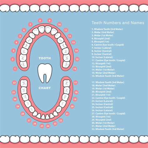 Tooth Number Chart For Kids