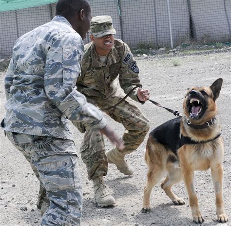 US Army Canine Unit in training