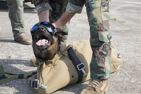 US Marine Canine Partners in Tactical Operations